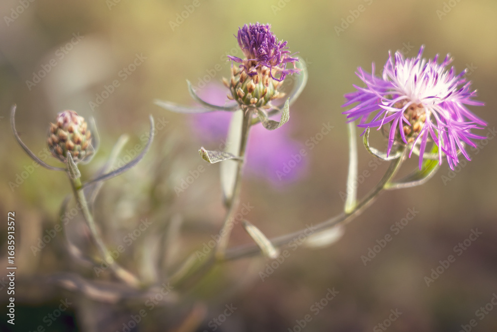 Fototapeta premium purple thistle flower