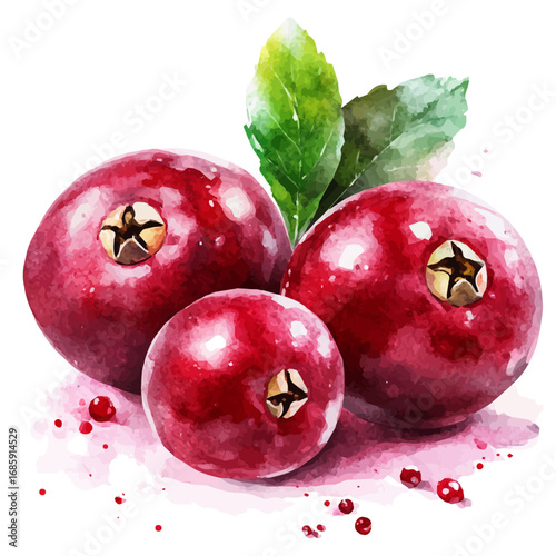 Cranberry, watercolor illustration vector, isolated on a white background.
