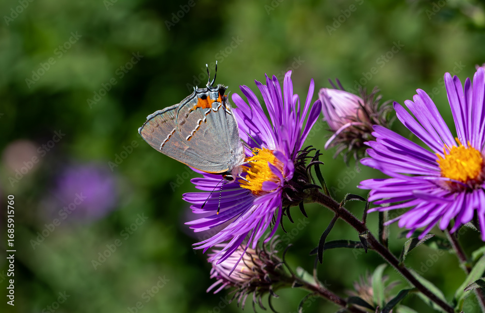Naklejka premium Gray hairstreak on New England Aster. It is known as the gossamer winged butterfly and is the second-largest family of butterflies. It ranges over nearly the entire continent. 