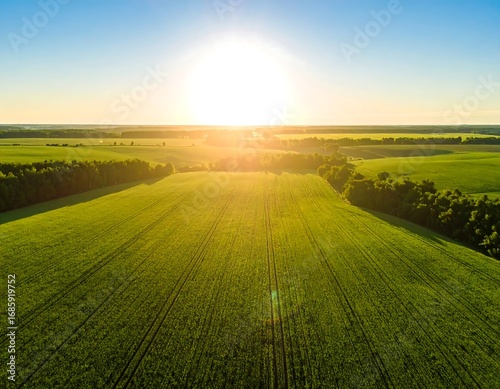 Panoramic view of a vast, green field at sunrise