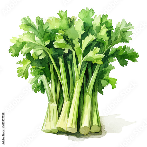 Celery, watercolor illustration vector, isolated on a white background.