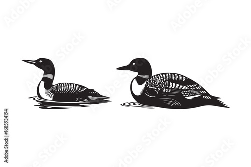 Two black and white loons swimming in water illustration