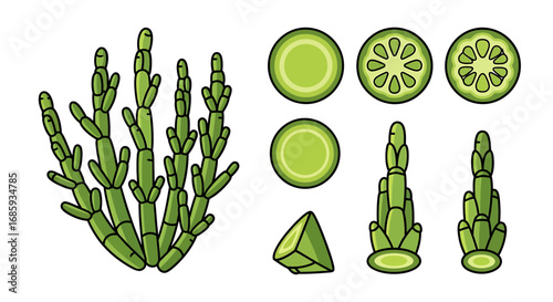Horsetail botanical illustration set with cross-sectional views and details