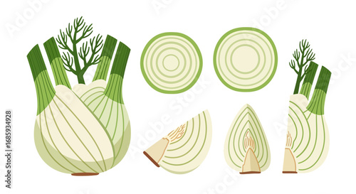 Illustration of fresh fennel bulb and slices in detailed vegetable artwork