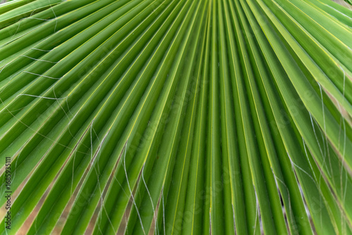 Green palm leaf in close-up, natural texture in Cyprus.
