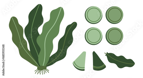 Stylized seaweed illustrations and circular elements creating a composition
