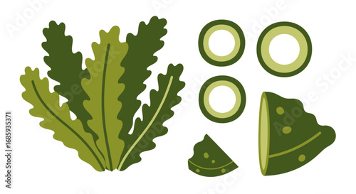 Stylized green sea kale and cross sections vector elements collection drawing