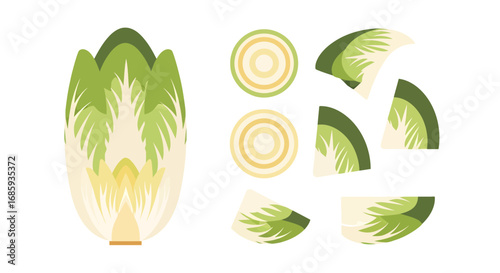 Stylized depiction of chinese cabbage, complete and sectioned for graphic use