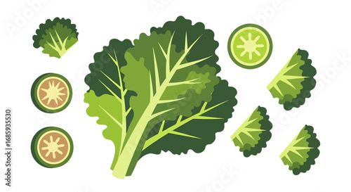 Isolated kale and vegetable slices in stylized vector illustration design
