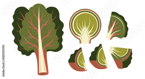Stylized swiss chard illustration with sliced pieces on a white background