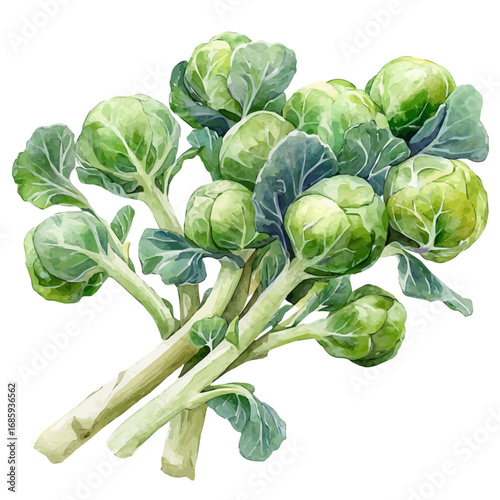 watercolor of Brussels Sprouts, vector, isolated on a white background.