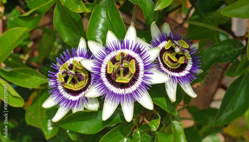 Passionflower blossoms in sunlight