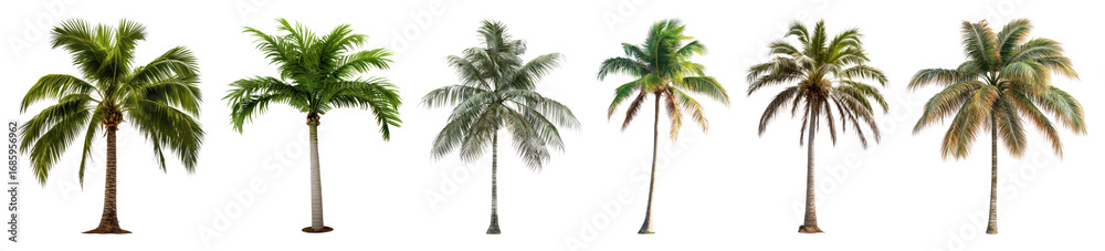 Obraz premium Tropical palm trees collection