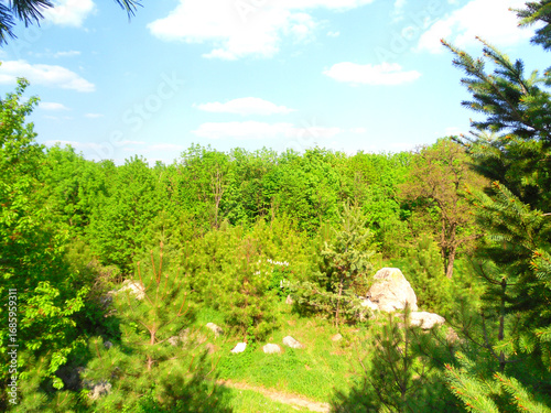 Vibrant green forest canopy under bright blue sky with fluffy white clouds, a serene natural landscape.