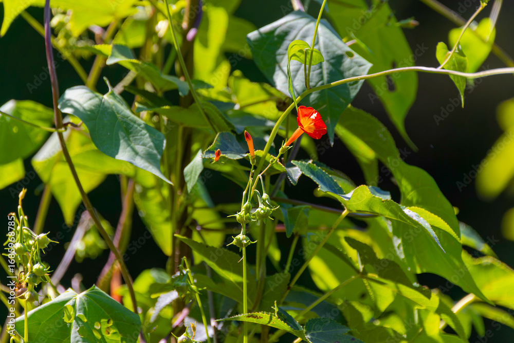 Fototapeta premium Red morning glory (Ipomoea coccinea) also known as Mexican Morning Glory, Red Morning Glory, Red star, Scarlet Creeper is a fast-growing, annual flowering vine native to South America 