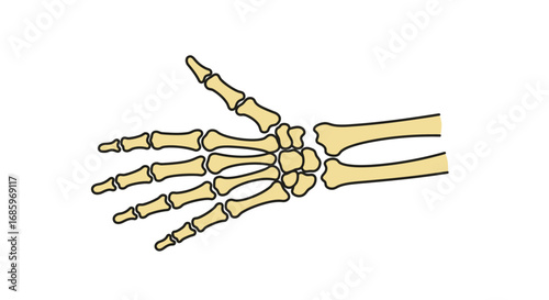 Vector Illustration of Human Hand Bones Outline Drawing Skeleton Icon for Orthopedic Diagnostic Center