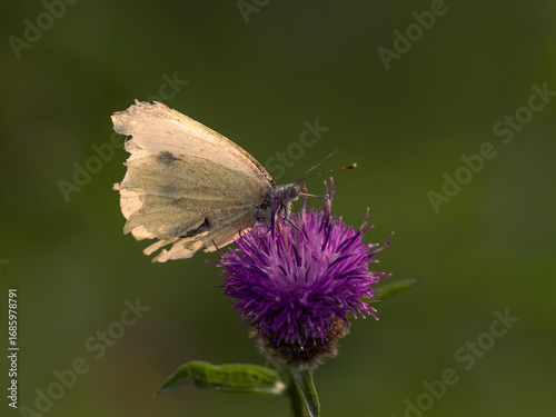 A back lit Small White, Pieris rapae, butterfly feeding on a Knapweed flower, against an out of focus green background, gold light highlighting it's wings.