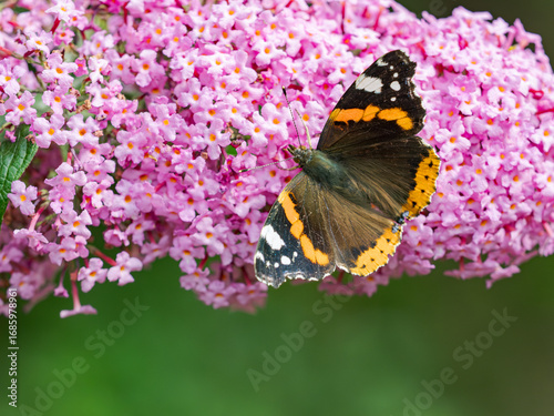 A Red Admiral - Vanessa atalanta, butterfly on a Buddleia plant flower, with a green tout of focus background