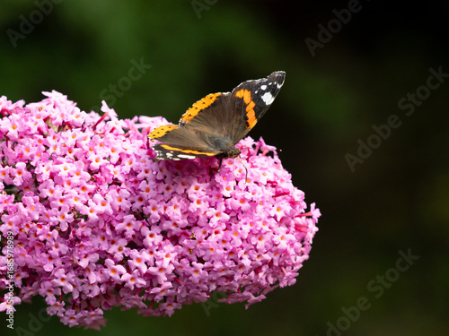 A Red Admiral - Vanessa atalanta, butterfly feeding on a Buddleia plant flower, with a dark green to black  background