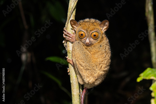 Horsfeld's tarsier (Cephalopachus bancanus)