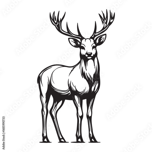 vector illustration of deer