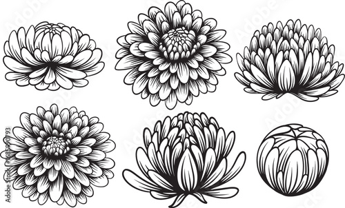 Hand drawn chrysanthemum flowers set / Vector floral line art