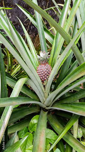 unripe young pineapple fruit on its plant. long sharp green pineapple leaves.