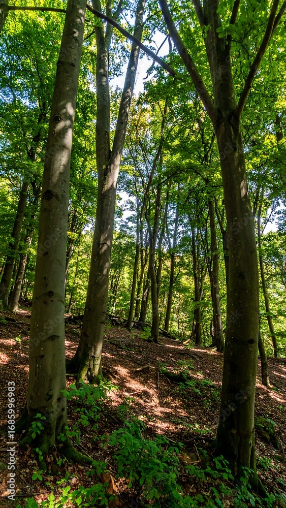 Obraz premium Sunlit Forest Scene