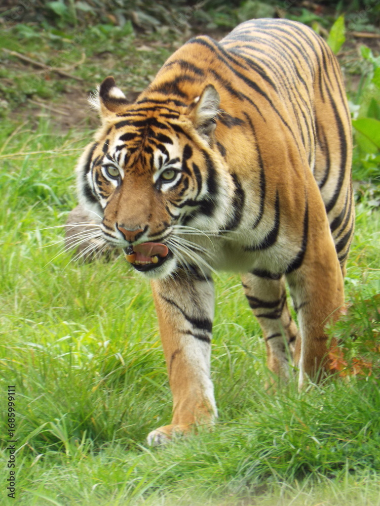 Fototapeta premium tiger in the zoo