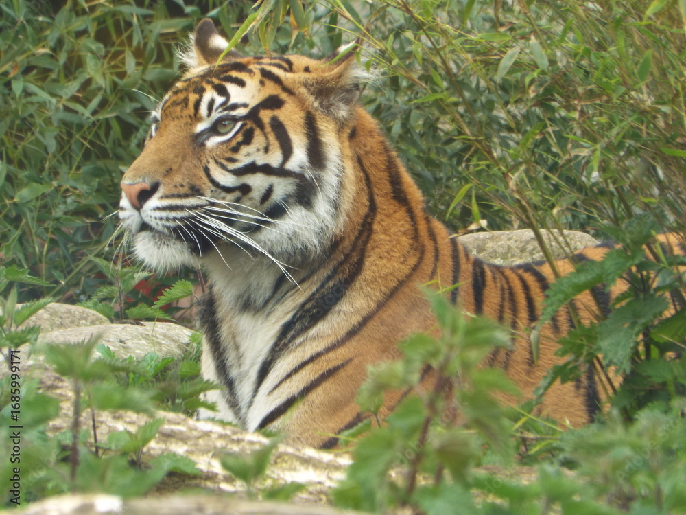 Fototapeta premium tiger in the jungle