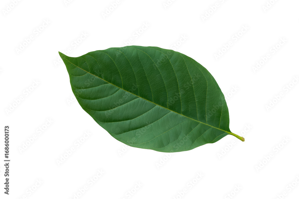 Obraz premium A leaf is shown on a white background