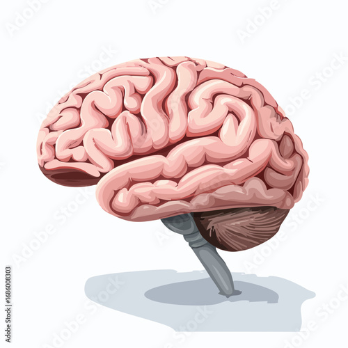 Anatomical illustration of the human brain, showcasing its intricate structure and complexity in a detailed depiction