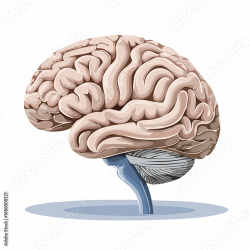 Anatomical illustration of the human brain, showcasing its complex structure and intricate convolutions on a clean white background