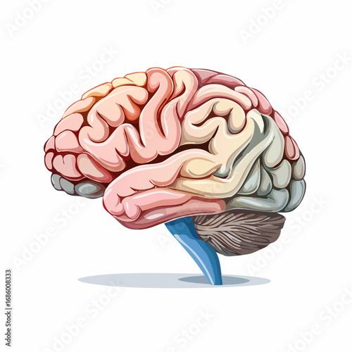 Anatomical illustration of the human brain, showcasing its intricate structure and vital functions for scientific and medical understanding