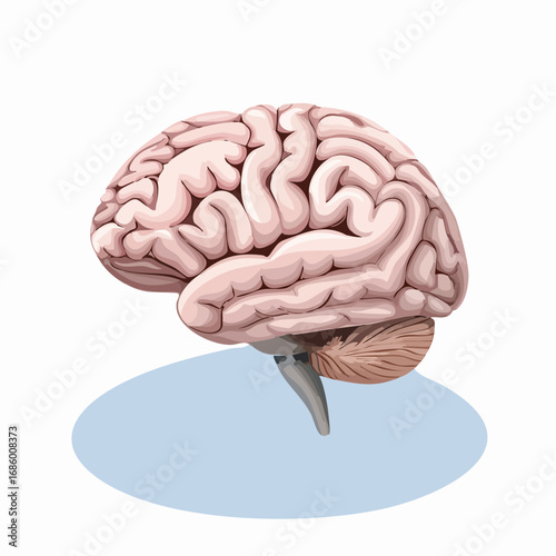 Illustration of the human brain, showcasing intricate neural networks and cognitive functions