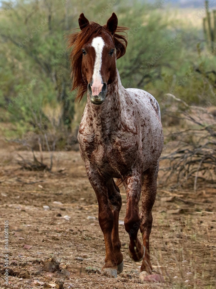 Fototapeta premium Wild Horse in the Desert
