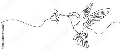 Hummingbird drinking nectar from flower. Continuous line art vector illustration. Editable stroke.