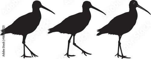 Three shorebirds standing and walking silhouette