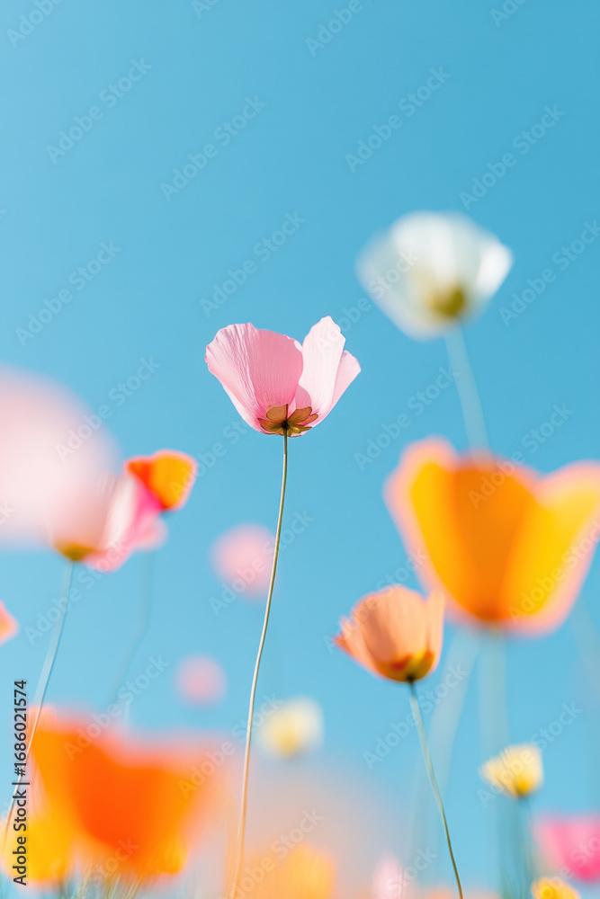 Obraz premium Upward looking photograph of delicate poppies fluttering in a bright blue sky, capturing soft pastel petals, slender stems, and a dreamy sense of light, motion, and freshness.