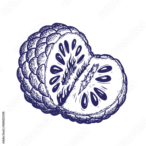 Intricate hand drawn illustration of a sliced sugar apple fruit isolated on white background