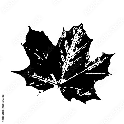 Leaf ink stamp. Black maple leaf imprint. Herbarium print isolated on white. Vector template for your creative designs.