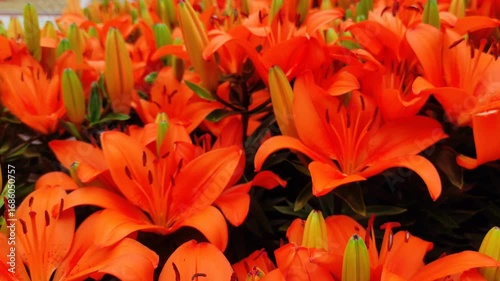 Lilium bulbiferum or orange lily, fire lily and tiger lily, is a herbaceous European lily with underground bulbs, belonging to the Liliaceae.