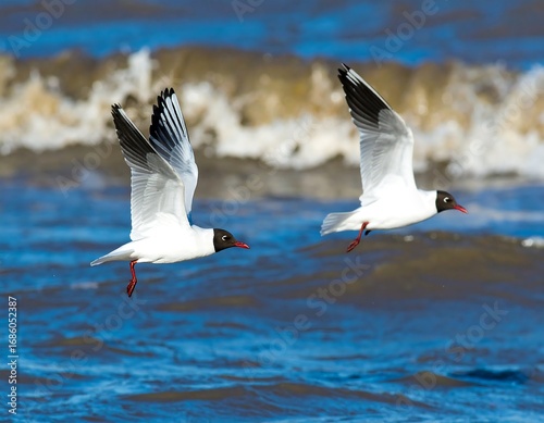 Two seagulls in flight over choppy water