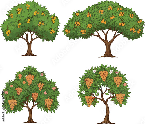 Fruit trees with orange and yellow harvest, botanical illustration of flowering and fruiting plants, seasonal agriculture, tropical garden, orchard, nature, farming concept