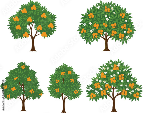Illustrated fruit trees with oranges and white flowers, botanical vector design, seasonal agriculture concept, orchard farming illustration, citrus harvest, floral garden artwork
