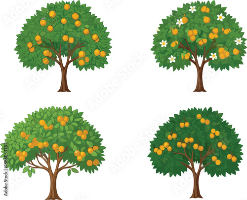 Fruit trees with ripe orange fruits, blooming flowers, lush green foliage, seasonal growth stages, botanical orchard illustration, agricultural nature concept, farming and gardening design