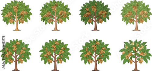 Fruit tree illustration, botanical vector art, ripe orange fruit, yellow fruit, green leaves, seasonal harvest, orchard plants, agriculture concept, tropical farming, educational plant graphic