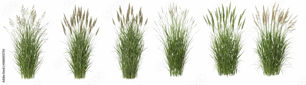 Obraz premium Set of Different Grasses Cutout PNG | Isolated High-Quality Grass Collection with Transparent Background | Perfect for Landscaping, Gardening, Nature, Outdoor Design, Eco Projects, and Creative 