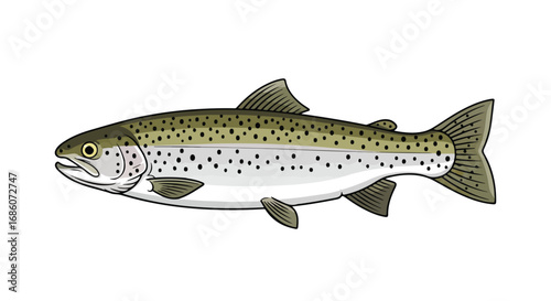 Detailed digital illustration capturing a side view of a brown trout showcasing intricate markings and streamlined body design fish biology