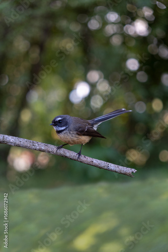 Fantail on Branch in Garden